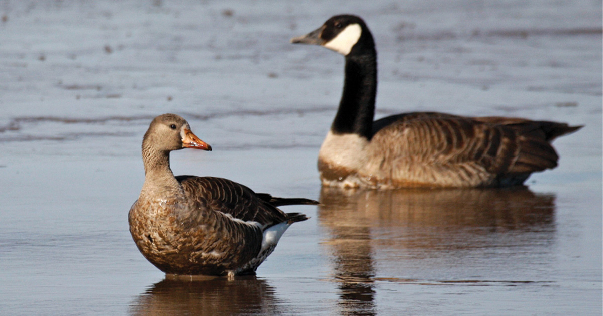 Canada goose vs oros store